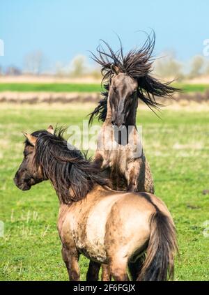 Konik Ponys auf der Wicken Fen Naturschutzgebiet, Cambridgeshire, England, Großbritannien Stockfoto