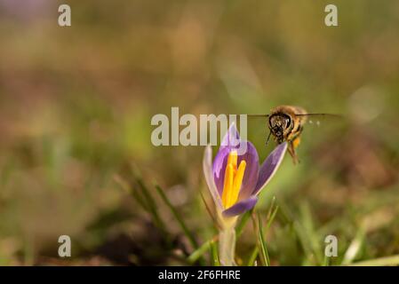 Eine Gruppe violetter Krokussblüten blüht im Frühling Und eine Biene Stockfoto