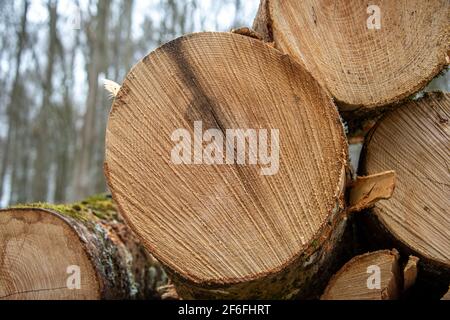 Frisch geschnittene Baumstämme in einem Wald gestapelt. Nahaufnahme der Textur. Stockfoto