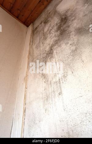 Schwarzer Schimmel in der Ecke, alte Decke des Gebäudes, Wasserschaden verursacht Schimmelbildung, gefährlicher giftiger Pilz im Zimmer, renovierungsbedürftig Haus, Kopie Stockfoto