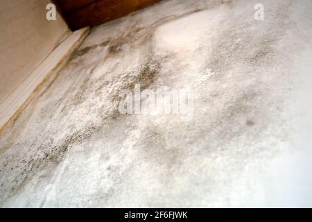 Schwarzer Schimmel in der Ecke, alte Decke des Gebäudes, Wasserschaden verursacht Schimmelbildung, gefährlicher giftiger Pilz im Zimmer, renovierungsbedürftig Haus, Kopie Stockfoto