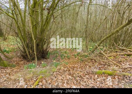 Ein Teppich aus wildem Daffodil (Narcissus pseudonarcissus), auch bekannt als Lent Lily in Woodland in Herefordshire, Großbritannien. März 2021. Stockfoto