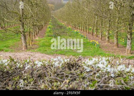 Alleen von beschnitzten Apfelbäumen gesäumt mit Frühlings-Narzissen, Herefordshire Großbritannien. März 2021 Stockfoto