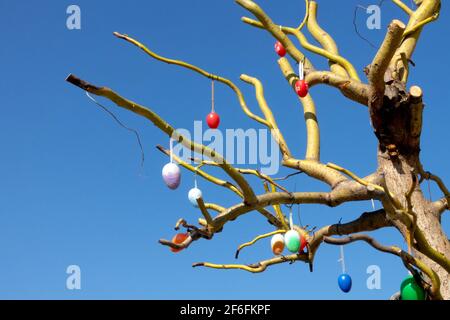 Ostereier auf Weidenbaum-Weidenzweig ohne Blätter aufhängen Stockfoto