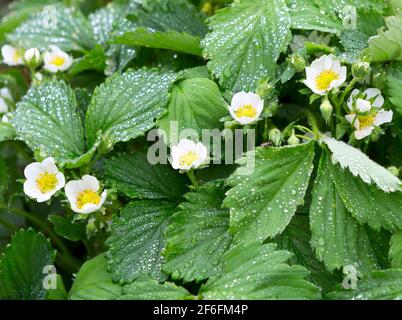 Erdbeerpflanze. Die Blüte der Erdbeere. Wilde Erdbeerbüsche. Erdbeeren im Wachstum im Garten. Stockfoto