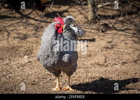 Amrock huhn hahn Stockfoto