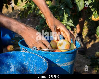 Bauern reichen mit frisch geernteten roten Äpfeln in Blau Eimer Stockfoto