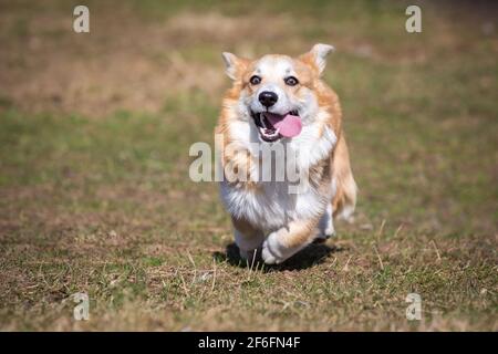 Welsh Corgi Pembroke läuft im Garten auf einem sonnigen Frühlingstag Stockfoto