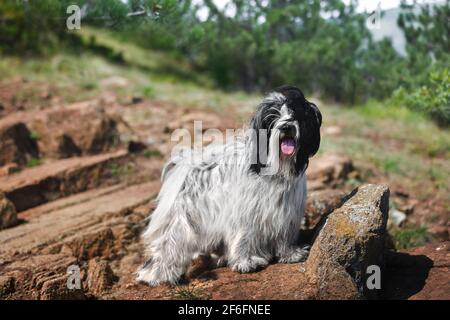 Der tibetische Terrier-Hund steht ruhig auf einer Bergklippe und blickt auf die Kamera mit wunderschönen immergrünen Bäumen hinter ihm. Selektiver Fokus, Kopierbereich Stockfoto