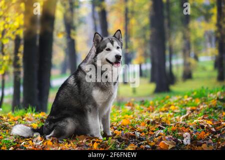 Schöne Alaskan Malamute Hund sitzen und suchen mit Neugier im Herbstwald. Selektiver Fokus, Leerraum Stockfoto