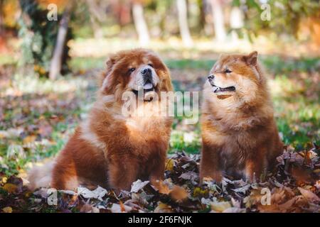 Schöne Chow Chow Rüde und Hündin sitzen zwischen Herbstblättern an sonnigen Tagen, selektiver Fokus Stockfoto