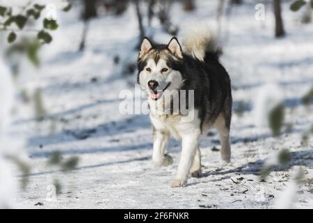 Alaskan Malamute Hund läuft zwischen Bäumen im Winterwald. Selektiver Fokus, Leerraum Stockfoto