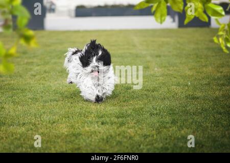 Tibetischer Terrier Hund läuft im Frühjahr im Gras in einem Hinterhof, selektiver Fokus, Kopierraum Stockfoto