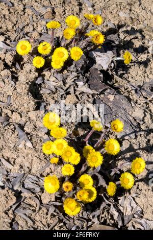 Coltsfoot-Blüten Tussilago farfara wächst auf rudimentären Lehmböden erster Frühling Blumen blühende Märzpflanze Gelb blüht Pflanzen blühend Stockfoto