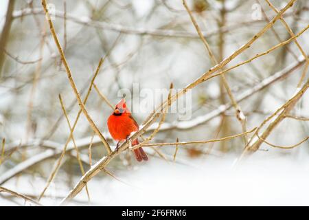 Männlicher nördlicher Kardinal sitzt auf einem verschneiten Ast Stockfoto