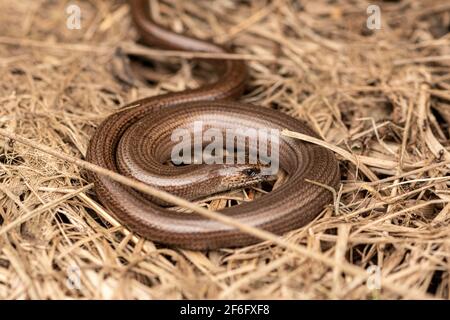 Slow Worm (Anguis fragilis), eine britische Reptilienart, Nahaufnahme, Großbritannien Stockfoto