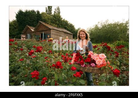 Danae Brook, Journalistin, betreibt das einzige Unternehmen im Land, das englische Rosen in chemisch freiem Land, meist im Freien, anbauen kann. Ihre Farm befindet sich in Little Horkesley in der Nähe von ColchesterFoto von David Sandison The Independent Stockfoto