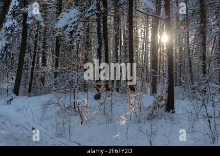 Winterwald nach starkem Schneefall in den Bergen mit dem Sonne hinter den Baumstämmen Stockfoto
