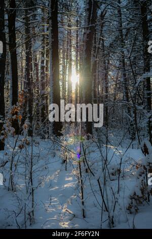 Winterwald nach starkem Schneefall in den Bergen mit dem Sonne hinter den Baumstämmen Stockfoto