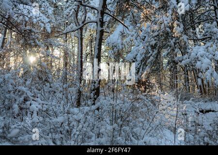 Winterwald nach starkem Schneefall in den Bergen mit dem Sonne hinter den Baumstämmen Stockfoto