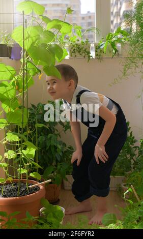 Ein Kind, das im Garten arbeitet. Der Gemüsegarten auf dem Balkon im Haus. Er lehnte sich in einem Blumentopf neben einer hohen Gurkenrebe ab, um auf einer kleinen Gurke in eine blühende Blume zu blicken. Stockfoto