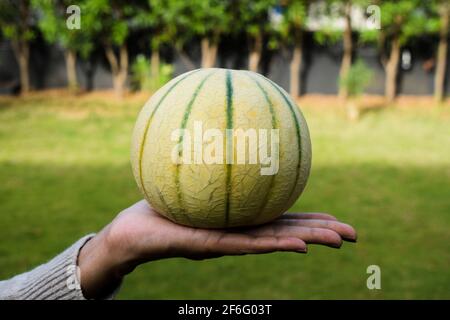 Weibchen hält indische Moschusmelonenfrüchte in der Hand. Gesunde Bio-Obst-und Gemüsefarm frisch auf der Natur im Freien Hintergrund. Cantaloupe oder Kharbooja y Stockfoto