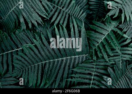 Frischer grüner Farn hinterlässt Hintergrund. Abstraktes Muster von dunkelgrünen Farnwedeln (polypody). Botanische üppige Laub Textur Hintergrund für Öko-Design wi Stockfoto