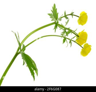 Globeflower, Trollius europaeus isoliert auf weißem Hintergrund Stockfoto