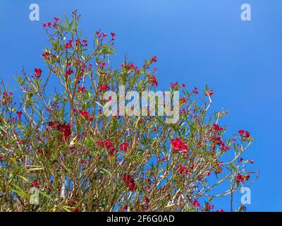 Roter Nerium Oleander Strauch (kleiner Baum) auf hellblauem Himmel Hintergrund. Unterfamilie Apocynoideae der Familie der Hundebrautengewächse Apocynaceae, Landschaftsbau Stockfoto