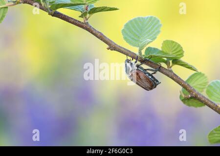 Waldschabe, Melolontha hippocastani Stockfoto