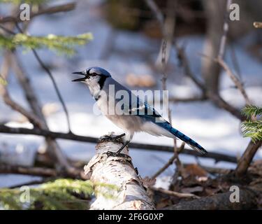 Blue Jay Nahaufnahme Profil Seitenansicht mit offenem Schnabel und auf einem Baumstumpf mit einem verschwommenen Hintergrund in der Waldumgebung und Lebensraum thront. Bild. Stockfoto