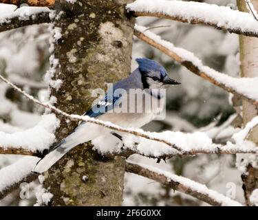 Der Vogel Blue Jay thronte in der Wintersaison auf einem Zweig mit fallendem Schnee und einem unscharfen Hintergrund in seiner Umgebung mit blauen und weißen Federn. Stockfoto