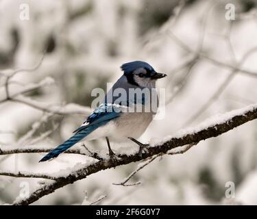 Blue Jay thronte in der Wintersaison auf einem Zweig mit fallendem Schnee und einem verschwommenen Hintergrund in seinem Lebensraum mit blauen und weißen Federn. Bild. Stockfoto