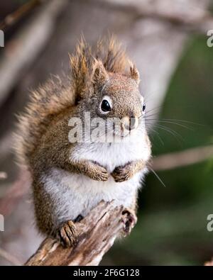 Nahaufnahme des Eichhörnchen-Profils im Wald, das auf einem Zweig mit unscharfem Hintergrund steht und sein braunes Fell, seine Pfoten und seinen buschigen Schwanz in seinem Lebensraum zeigt. Stockfoto