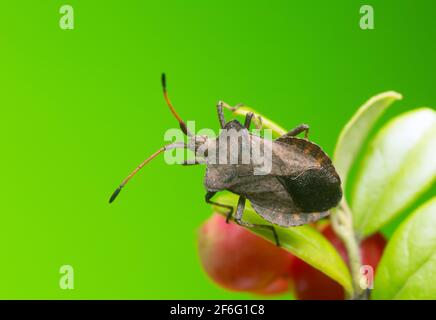 Dock Bug, Coreus marginatus auf Preiselbeerpflanze Stockfoto