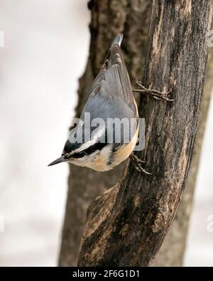 Nahaufnahme eines Nuthatch-Profils, das in seiner Umgebung und seinem Lebensraum auf einen Baumstamm klettert, mit unscharfem Hintergrund und Federgefieder und Schwanz. Stockfoto