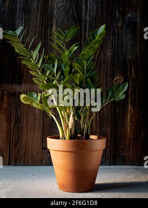 Zamioculcas (ZZ-Pflanze, aroide Palme oder zanzibar Edelstein) in Terrakotta-Blumentopf auf dunklem rustikalem Holzhintergrund. Indoor grüne Pflanzen, Heimtextilien Stockfoto