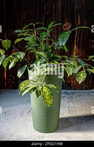 Chinesische immergrüne Pflanze (aglaonema) in grünem Blumentopf auf dunklem rustikalem Holzhintergrund. Grüne tropische Zimmerpflanze, Hausdekoration Stockfoto