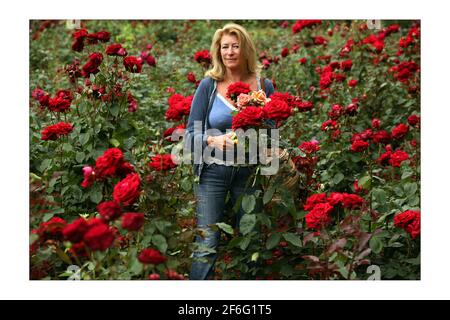 Danae Brook, Journalistin, betreibt das einzige Unternehmen im Land, das englische Rosen in chemisch freiem Land, meist im Freien, anbauen kann. Ihre Farm befindet sich in Little Horkesley in der Nähe von ColchesterFoto von David Sandison The Independent Stockfoto