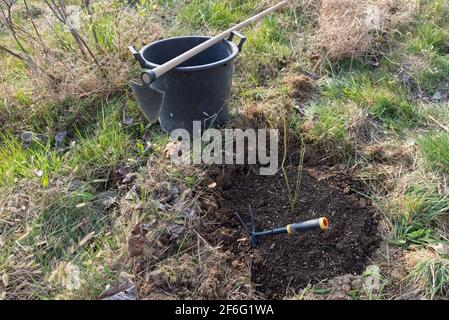 Frühjahrsarbeit im Garten: Pflanzung eines Heidelbeer-Sämlings Stockfoto