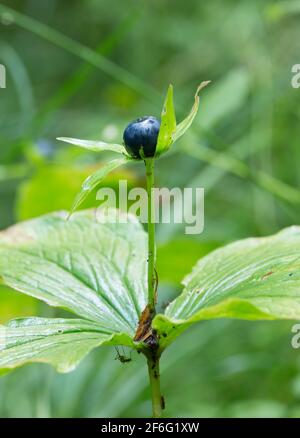 Herb-paris, Paris quadrifolia, mit Beere Stockfoto