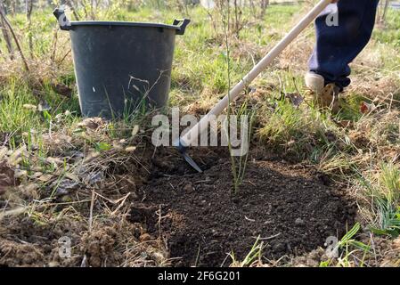 Frühlingsarbeit im Garten: Ein Mann schaufelt eine frisch gepflanzte Heidelbeerpflanze, um sie zu mulchen Stockfoto