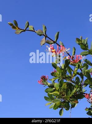 Red Lonicera japonica bekannt als Pink Japanese Honeysuckle. Weinrebe und Blumen vor einem klaren blauen Himmelshintergrund. Frühling - Portugal Stockfoto