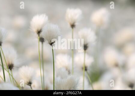 Gemeinsamen Wollgras, Wollgras angustifolium Stockfoto