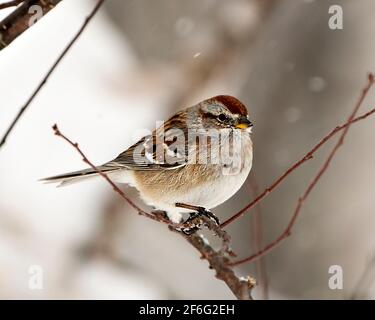 Gewöhnlicher Rotschneebugel, der in der Wintersaison auf einem Zweig thront, mit fallendem Schnee auf seinen Federn und seiner Umgebung und seinem Lebensraum. Bild. Stockfoto