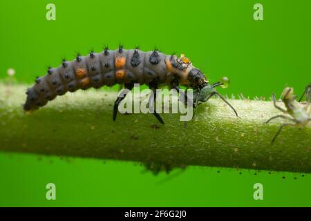 Marienkäfer mit sieben Flecken, Coccinella septempunctata Larva, die sich auf Blattläuse ernährt Stockfoto