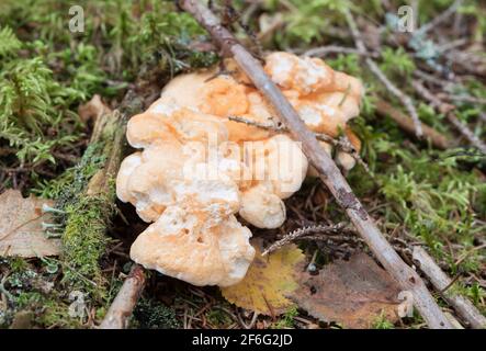 Fruchtkörper aus Holzigel, Hydnum repandum Stockfoto