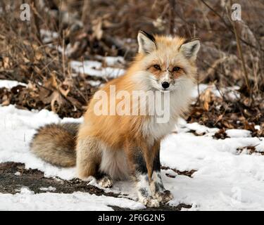 Red einzigartige Fuchs Nahaufnahme Profil sitzen und Blick auf die Kamera in der Wintersaison in seiner Umgebung und Lebensraum mit unscharfen Hintergrund. Fox-Bild. Stockfoto