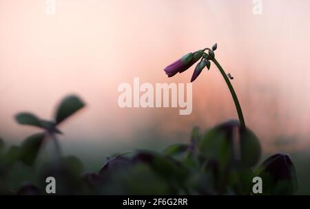 Eisenkreuz, Oxalis tetraphylla Stockfoto