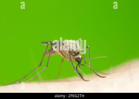 Mücke saugen Blut, Makro-Foto Stockfoto